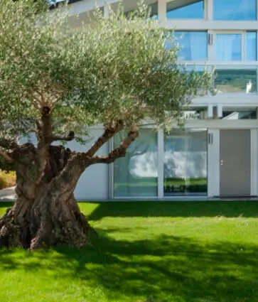 El bienestar del olivo