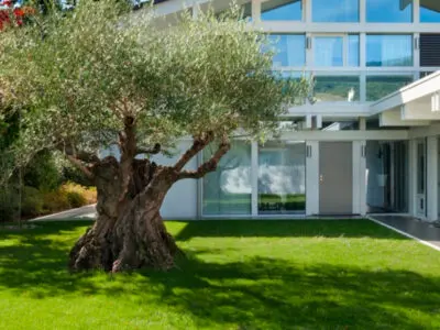 El bienestar del olivo