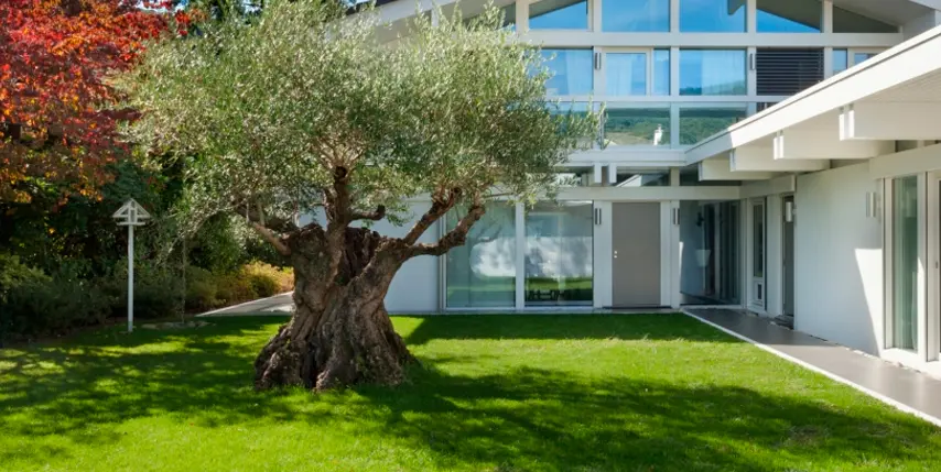 El bienestar del olivo