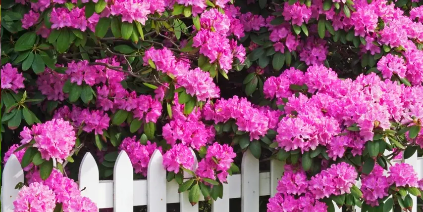 Primavera del Rododendro Primavera del Rododendro