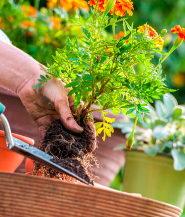 ¿Qué plantar en tu jardín en primavera? Descúbrelo