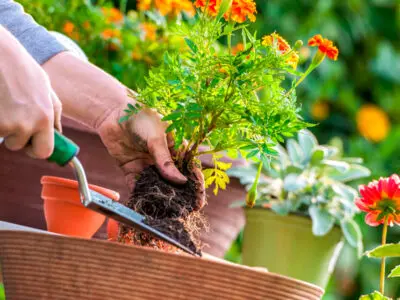 ¿Qué plantar en tu jardín en primavera? Descúbrelo