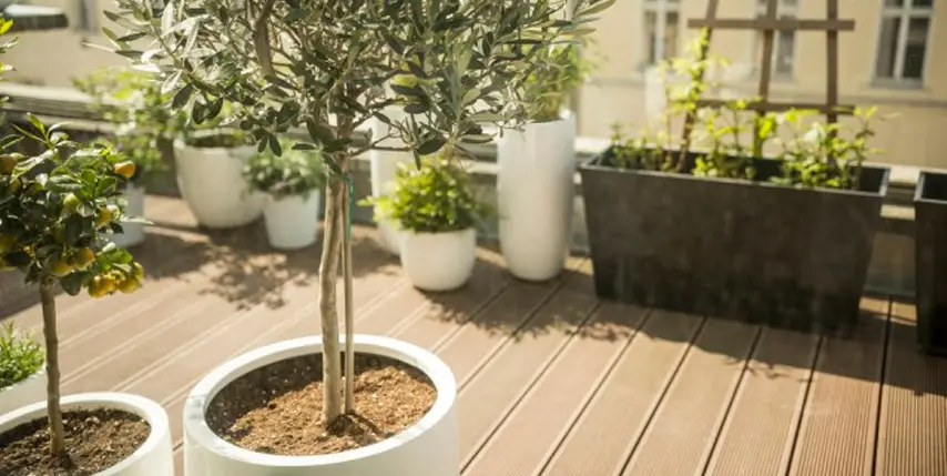 Tipos de plagas y enfermedades del olivo Tipos de plagas y enfermedades del olivo