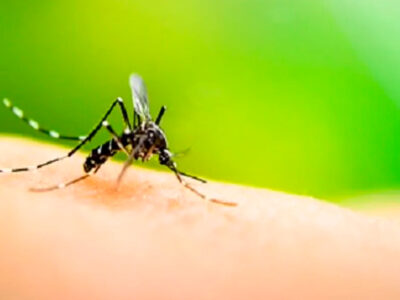 ¿Por qué pican los mosquitos a unas personas más que otras? Un enigma por fin resuelto