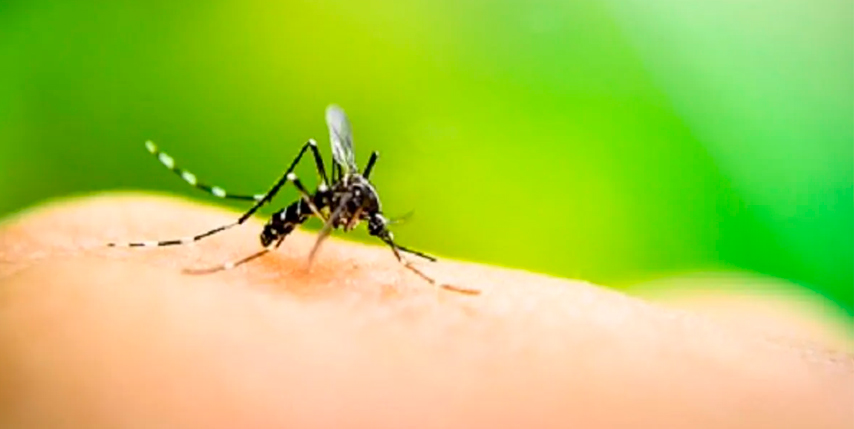 ¿Por qué pican los mosquitos más a unas persona que a otras? Un enigma por fin resuelto