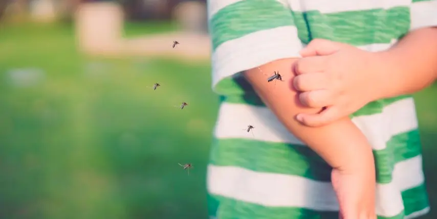 Sabías que menos del 20% de los mosquitos que vemos nos pican Sabías que menos del 20% de los mosquitos que vemos nos pican