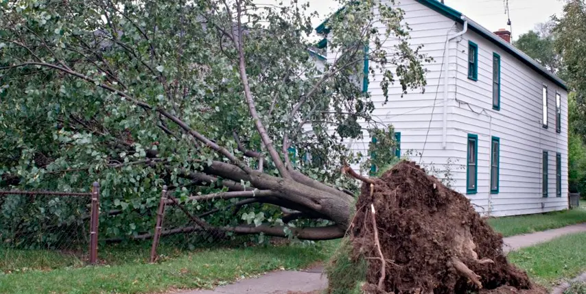 ¿Cuándo y por qué talar una árbol?