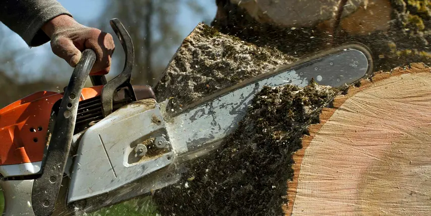 ¿Por qué tengo que cortar un árbol? ¿Por qué tengo que cortar un árbol?