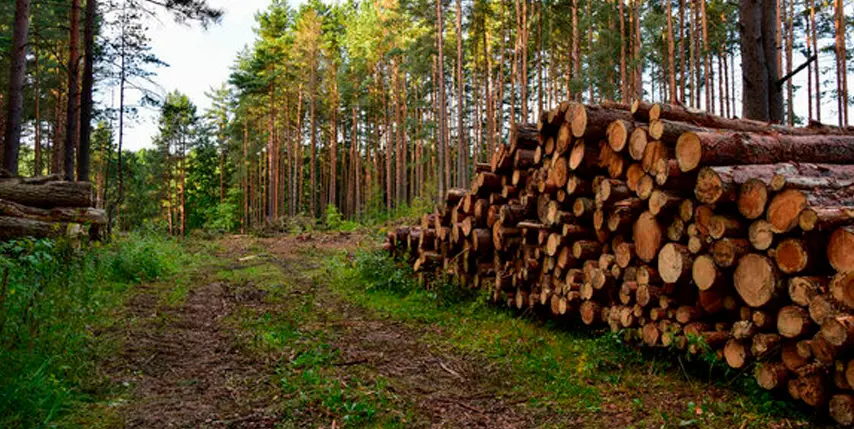 Tala de un árbol para obtener madera Tala de un árbol para obtener madera