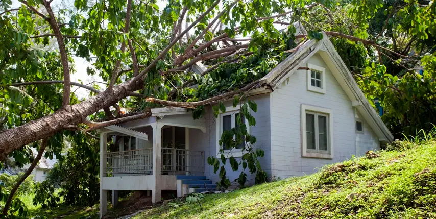 Talar un árbol porque es inseguro Talar un árbol porque es inseguro