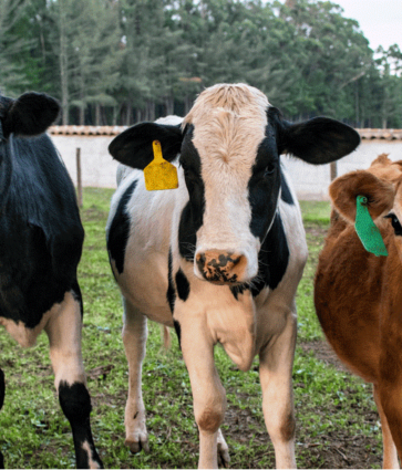 Bifeedoo impulsa la producción de leche con su pienso ecológico para vacas