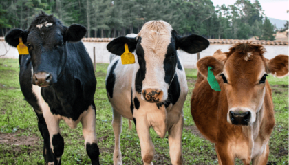 Bifeedoo impulsa la producción de leche con su pienso ecológico para vacas