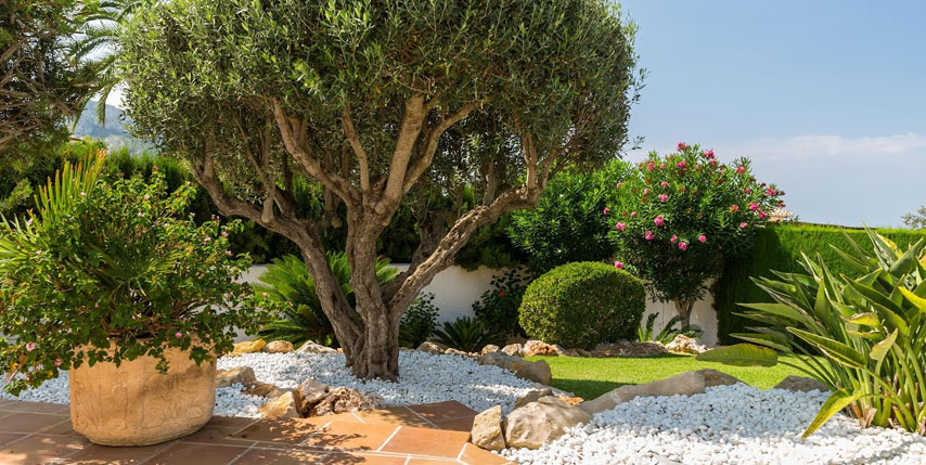 Jardín mediterráneo: belleza resistente y aromática
