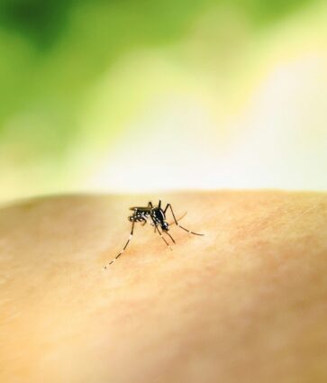 Medidas y remedios para un verano sin picaduras, según Quirón Prevención