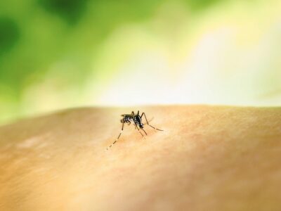 Medidas y remedios para un verano sin picaduras, según Quirón Prevención
