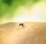 Medidas y remedios para un verano sin picaduras, según Quirón Prevención