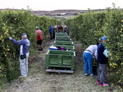 Temu ayuda a expandir la tradición frutícola online