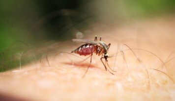 Ingrid Hiltun, dermatóloga de Policlínica Gipuzkoa: «Se recomienda limpiar la zona de la picadura con agua y jabón, aplicar frío y evitar el rascado»