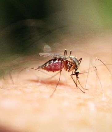 Ingrid Hiltun, dermatóloga de Policlínica Gipuzkoa: «Se recomienda limpiar la zona de la picadura con agua y jabón, aplicar frío y evitar el rascado»