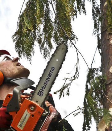 La importancia de la poda de árboles y sus características