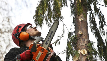La importancia de la poda de árboles y sus características