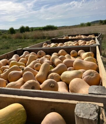 Calabaza cacahuete, una alternativa nacional para reducir el desperdicio en Halloween