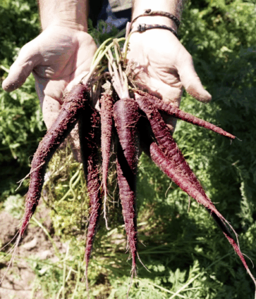 MuñozVal lanza en Fruit Attraction la zanahoria morada con estudio del CSIC que avala su poder antioxidante