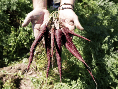 MuñozVal lanza en Fruit Attraction la zanahoria morada con estudio del CSIC que avala su poder antioxidante