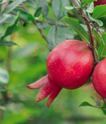 España produce más de 79.000 toneladas de granada, fruta con punicalagina aliada para la astenia otoñal