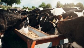 Bifeedoo impulsa la nutrición ecológica bovina