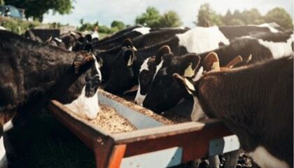Bifeedoo impulsa la nutrición ecológica bovina
