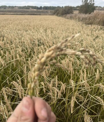 BioPalacín Planet impulsa las ventas de arroz ecológico gracias a la concienciación sobre salud y medio ambiente