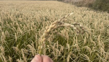 BioPalacín Planet impulsa las ventas de arroz ecológico gracias a la concienciación sobre salud y medio ambiente