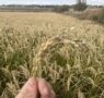 BioPalacín Planet impulsa las ventas de arroz ecológico gracias a la concienciación sobre salud y medio ambiente