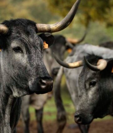 Castilla Gourmet destaca la carne de Morucha como emblema de la calidad nacional y el origen sostenible