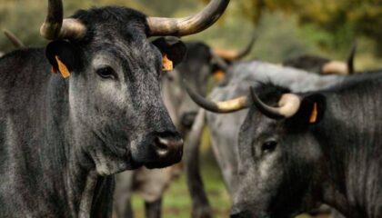 Castilla Gourmet destaca la carne de Morucha como emblema de la calidad nacional y el origen sostenible