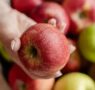 La manzana europea como hilo conductor: energía natural desde el desayuno hasta la cena