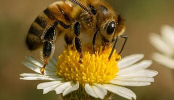 Pastrana acoge la primera feria apícola de España, con 45 ediciones que convierten a La Alcarria en capital mundial de la miel