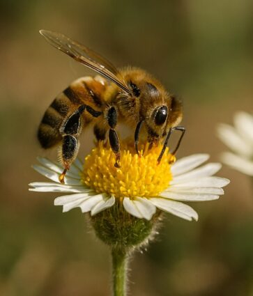 Pastrana acoge la primera feria apícola de España, con 45 ediciones que convierten a La Alcarria en capital mundial de la miel