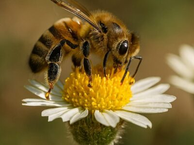 Pastrana acoge la primera feria apícola de España, con 45 ediciones que convierten a La Alcarria en capital mundial de la miel