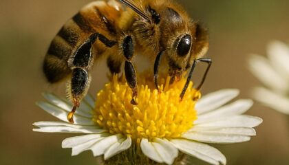 Pastrana acoge la primera feria apícola de España, con 45 ediciones que convierten a La Alcarria en capital mundial de la miel