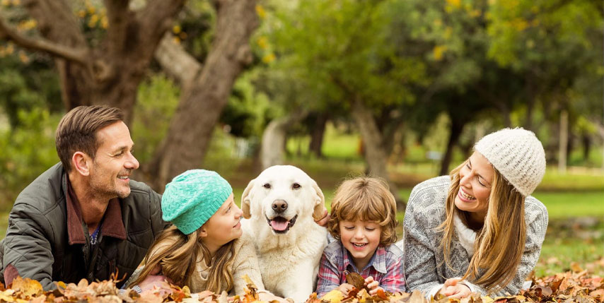 Impacto emocional: estabilidad y reducción del estrés Impacto emocional: estabilidad y reducción del estrés